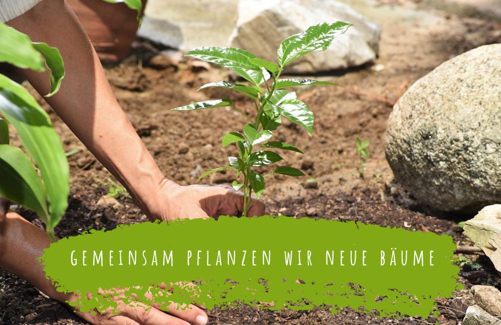 we plant trees bäume pflanzen