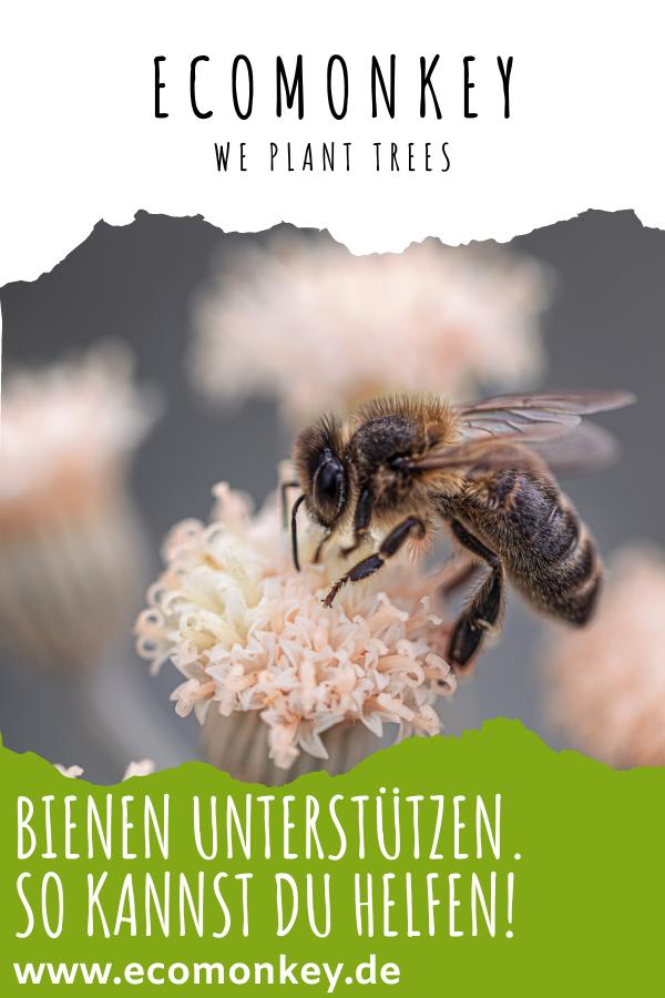 Bienen unterstützen. So kannst du helfen! - ECOMONKEY