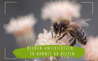 Bienen unterstützen. So kannst du helfen - ECOMONKEY