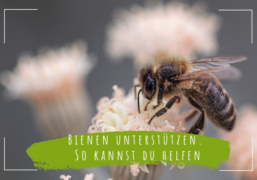 Bienen unterstützen. So kannst du helfen - ECOMONKEY