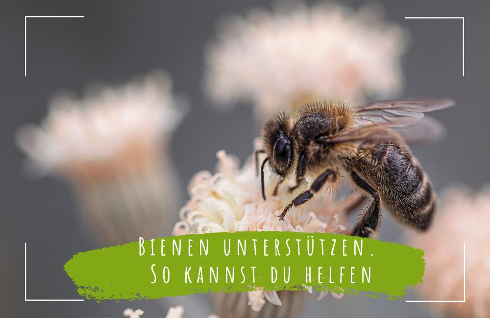 Bienen unterstützen. So kannst du helfen - ECOMONKEY